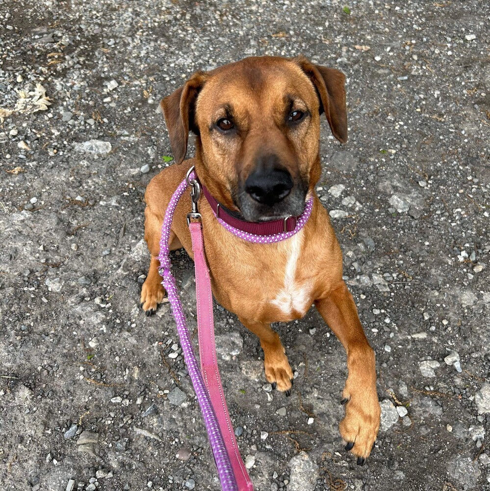 Aston, an adoptable Rottweiler, Mixed Breed in Verplanck, NY, 10596 | Photo Image 5