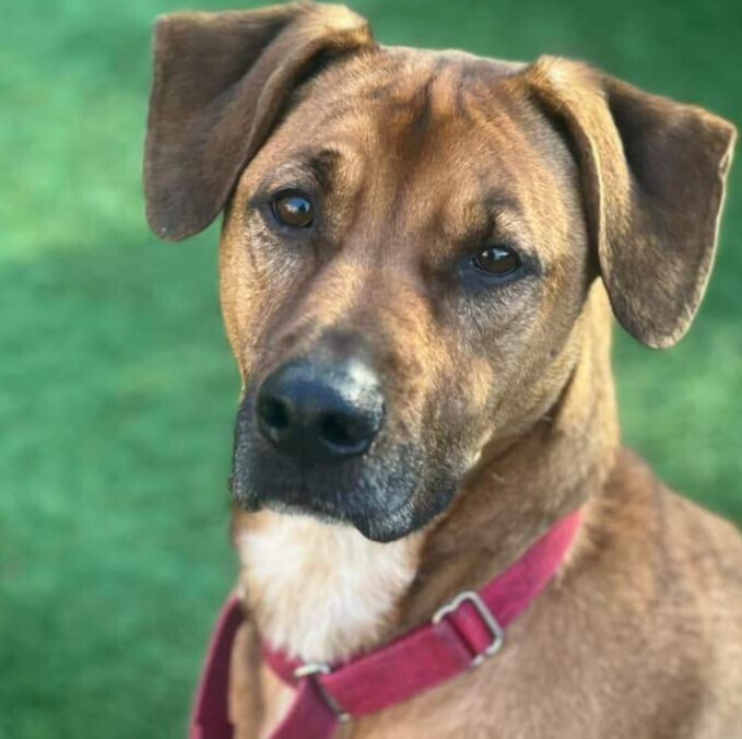 Aston, an adoptable Rottweiler, Mixed Breed in Verplanck, NY, 10596 | Photo Image 6