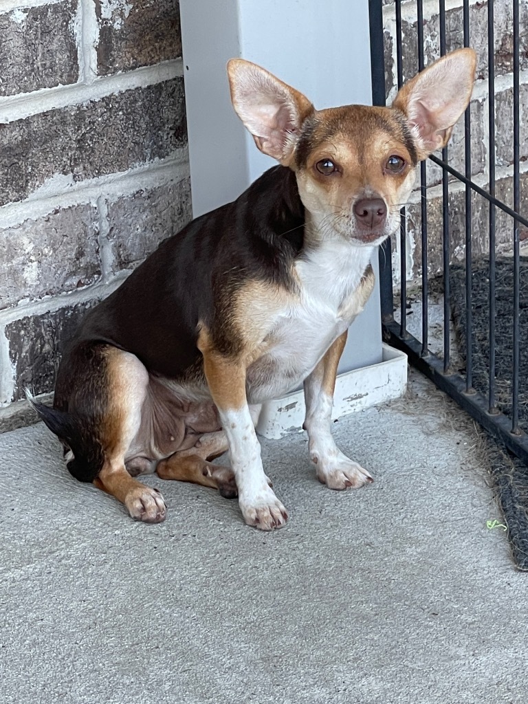 Luella, an adoptable Chihuahua, Rat Terrier in Dalton, GA, 30721 | Photo Image 2