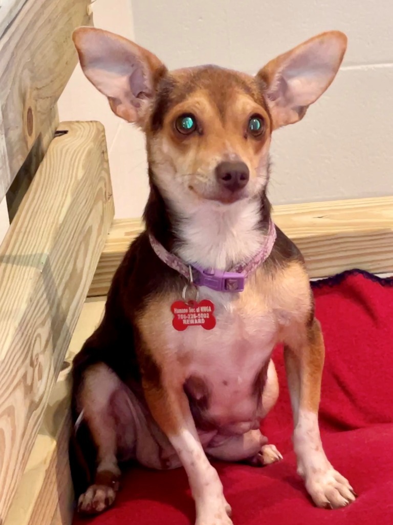 Luella, an adoptable Chihuahua, Rat Terrier in Dalton, GA, 30721 | Photo Image 1