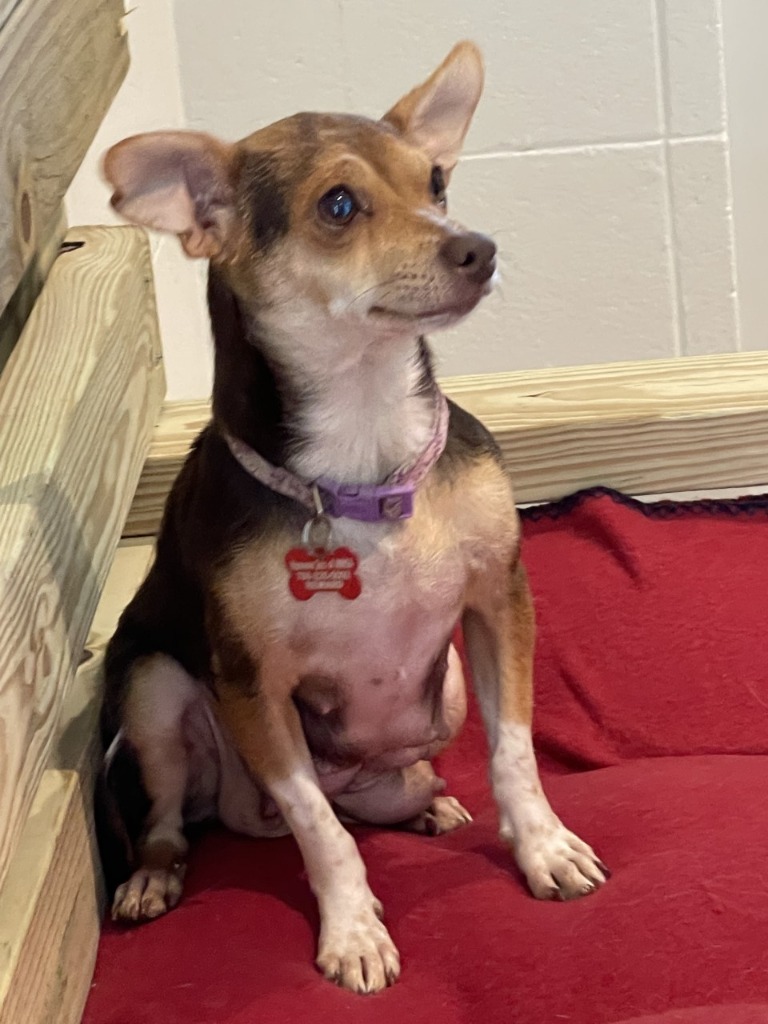 Luella, an adoptable Chihuahua, Rat Terrier in Dalton, GA, 30721 | Photo Image 3