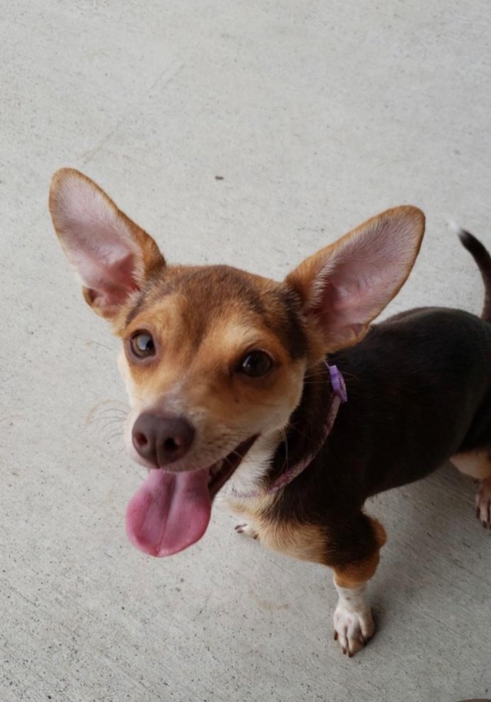 Luella, an adoptable Chihuahua, Rat Terrier in Dalton, GA, 30721 | Photo Image 4