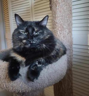 Suki (SA), Young Female Domestic Medium Hair