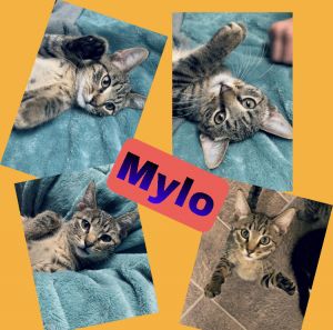 Mylo