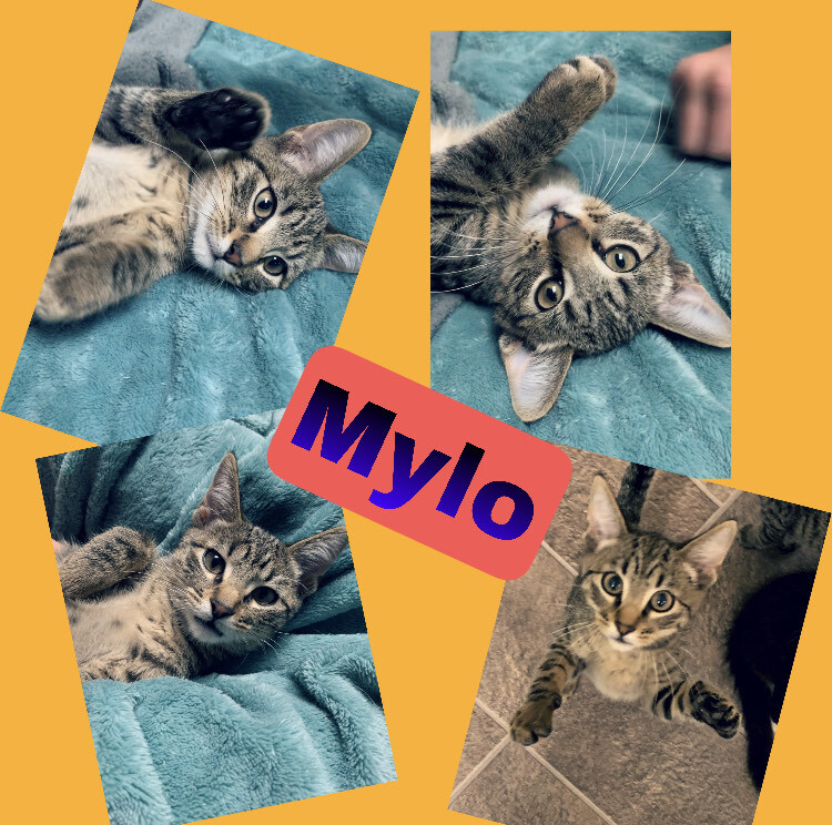 Mylo detail page