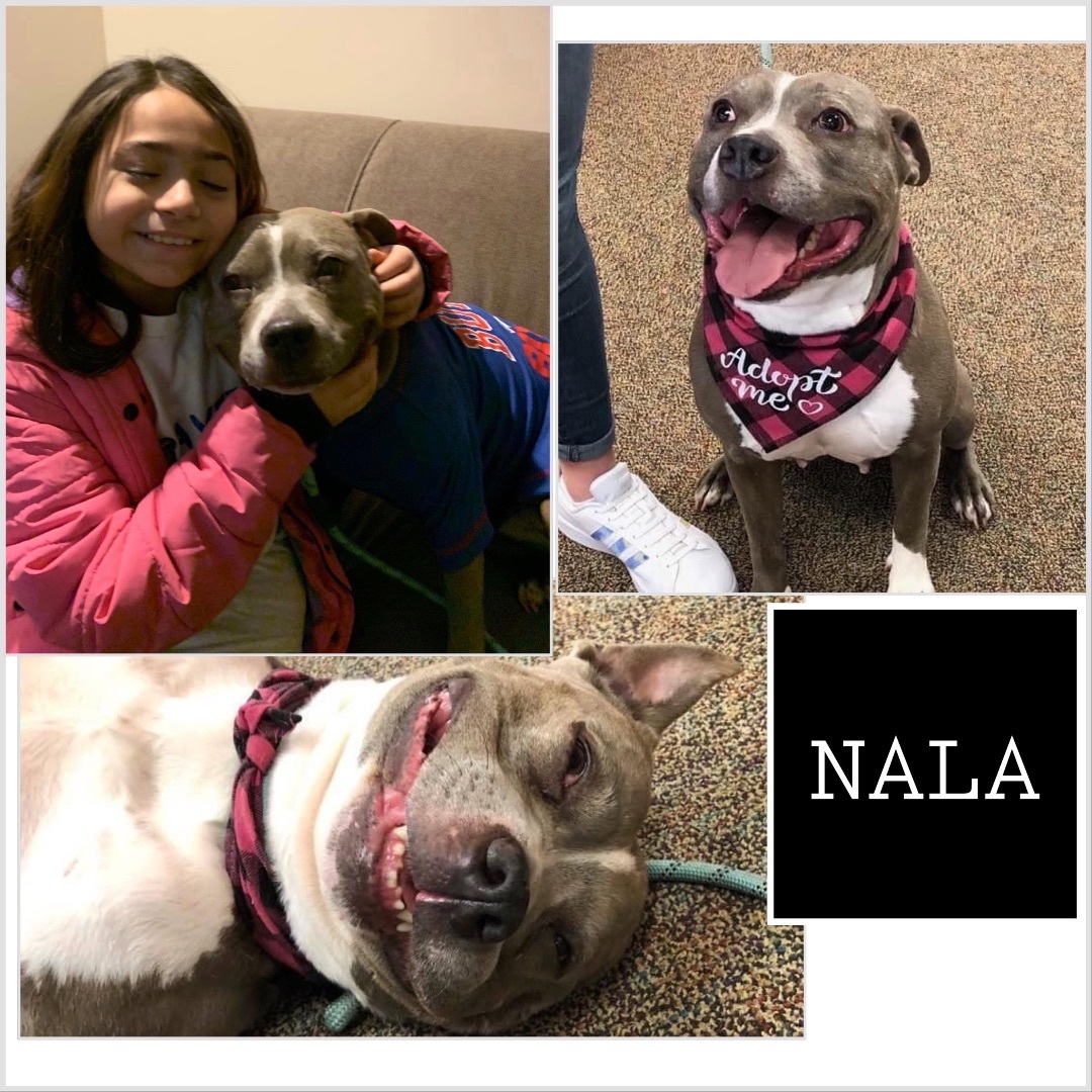 Nala (ADOPTION FEE SPONSORED), an adoptable American Staffordshire Terrier in Derby, NY, 14047 | Photo Image 2