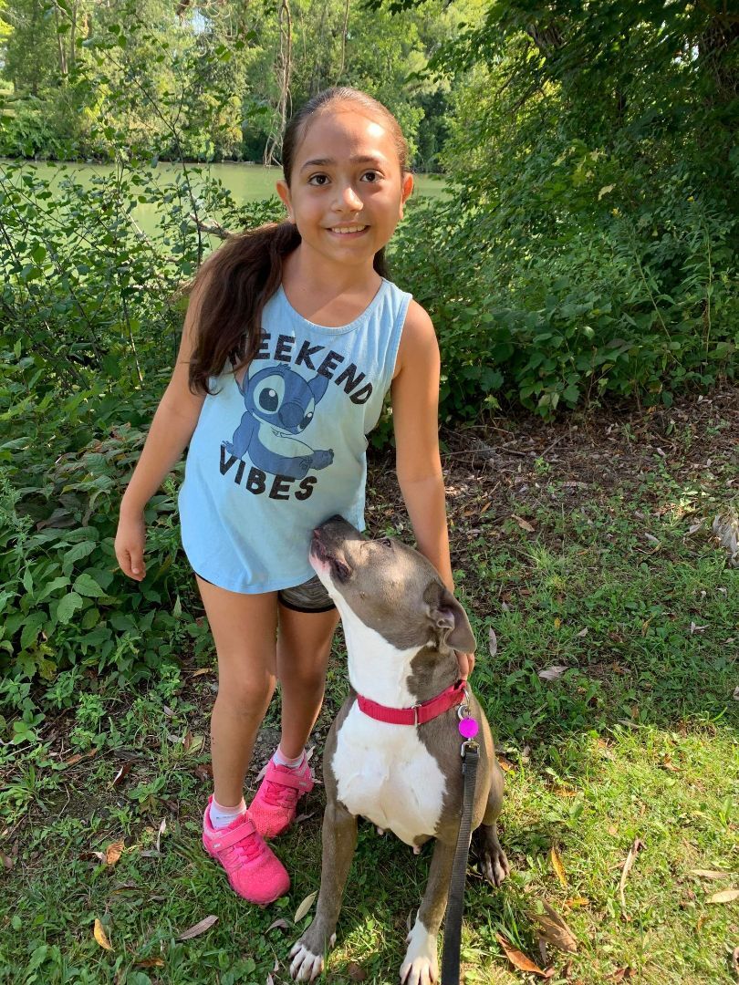 Nala (ADOPTION FEE SPONSORED), an adoptable American Staffordshire Terrier in Derby, NY, 14047 | Photo Image 3