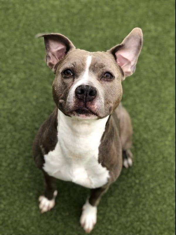 Nala (ADOPTION FEE SPONSORED), an adoptable American Staffordshire Terrier in Derby, NY, 14047 | Photo Image 4