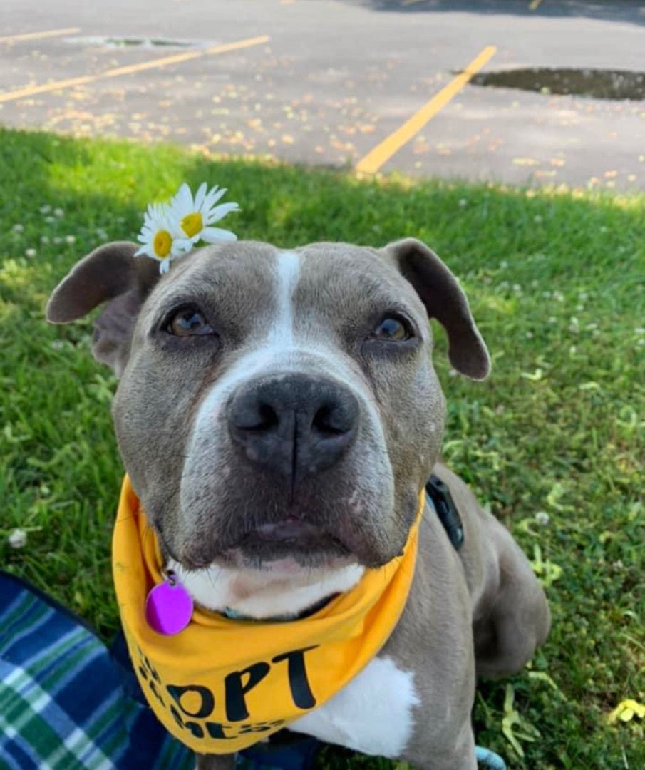 Nala (ADOPTION FEE SPONSORED), an adoptable American Staffordshire Terrier in Derby, NY, 14047 | Photo Image 1