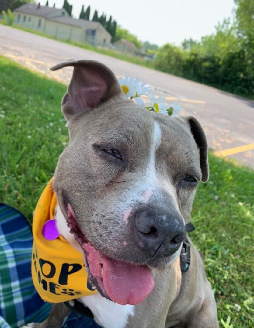 Nala (ADOPTION FEE SPONSORED), an adoptable American Staffordshire Terrier in Derby, NY, 14047 | Photo Image 5