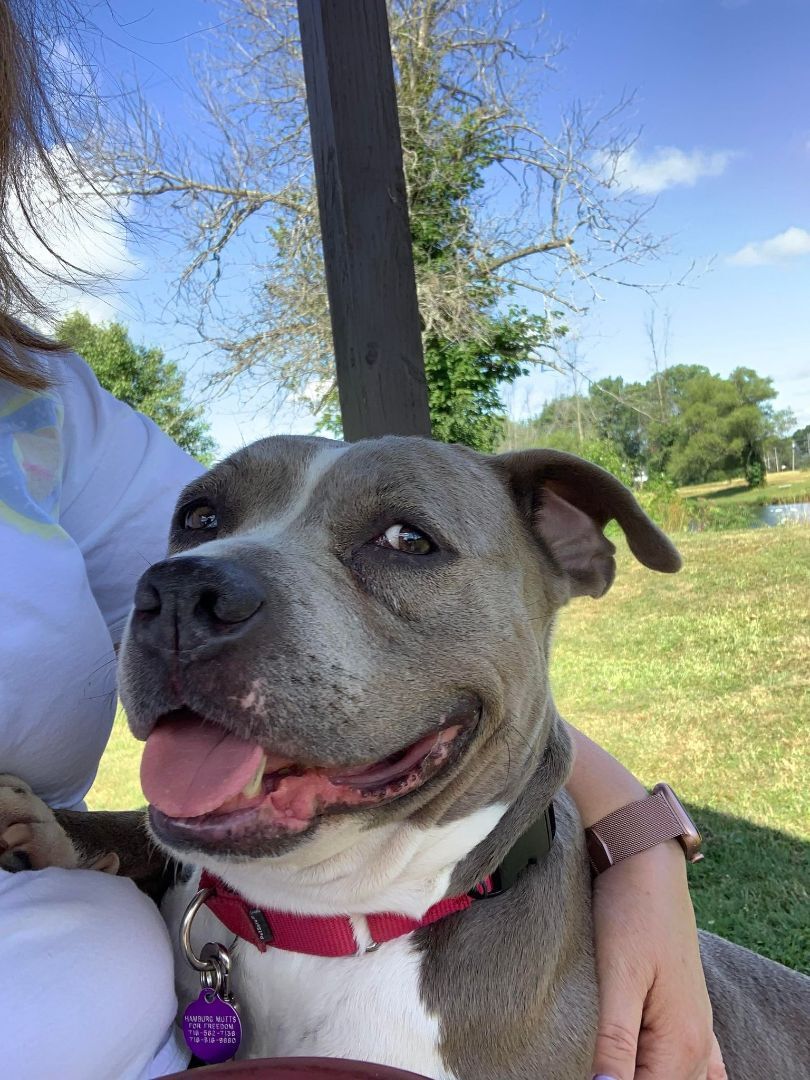 Nala (ADOPTION FEE SPONSORED), an adoptable American Staffordshire Terrier in Derby, NY, 14047 | Photo Image 6