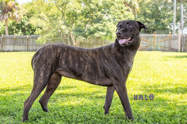 Octavia, an adoptable Mixed Breed in Sebastian, FL, 32958 | Photo Image 2