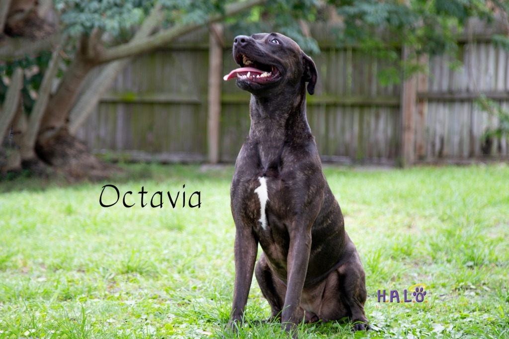 Octavia, an adoptable Mixed Breed in Sebastian, FL, 32958 | Photo Image 3