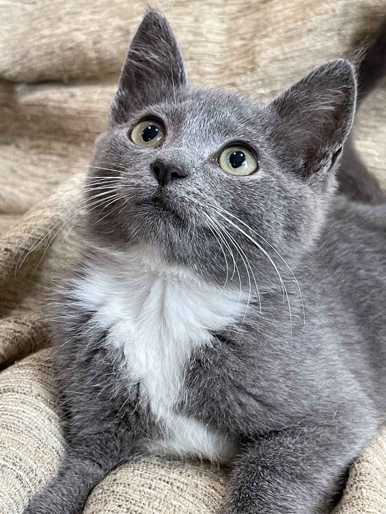 Minnie, an adoptable Domestic Short Hair in Elizabethtown, PA, 17022 | Photo Image 1