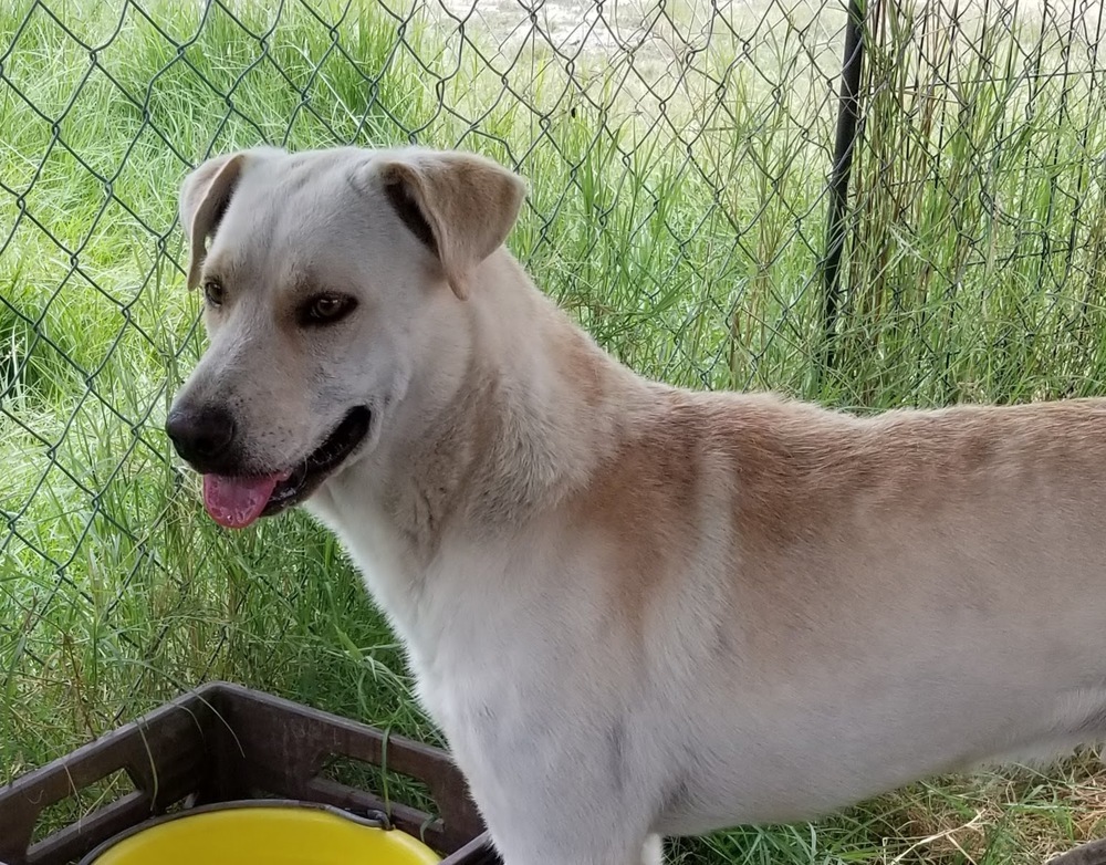 Luke, an adoptable Labrador Retriever in Lone Oak, TX, 75453 | Photo Image 1