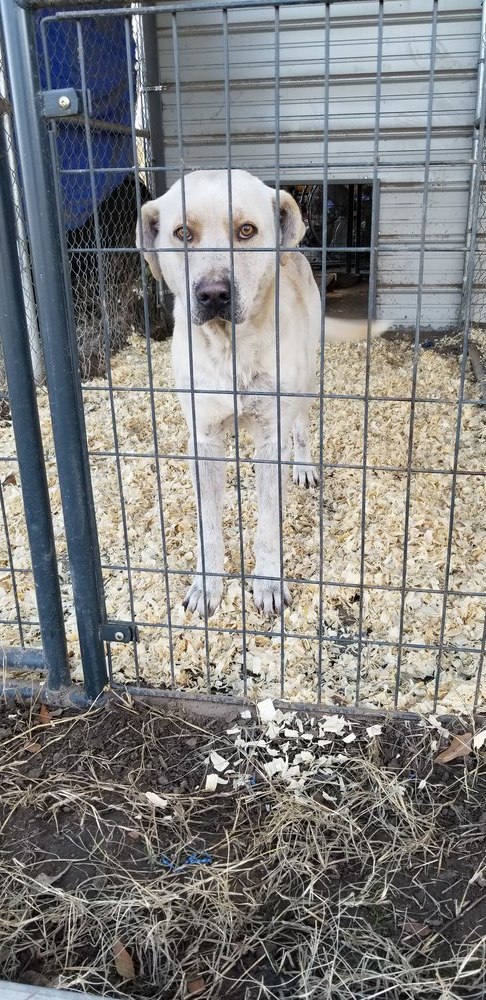 Luke, an adoptable Labrador Retriever in Lone Oak, TX, 75453 | Photo Image 2