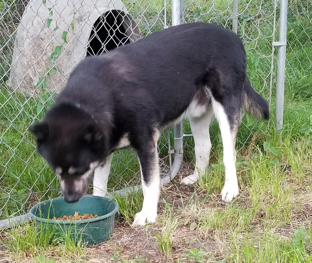 Big Joe, an adoptable Husky in Lone Oak, TX, 75453 | Photo Image 2
