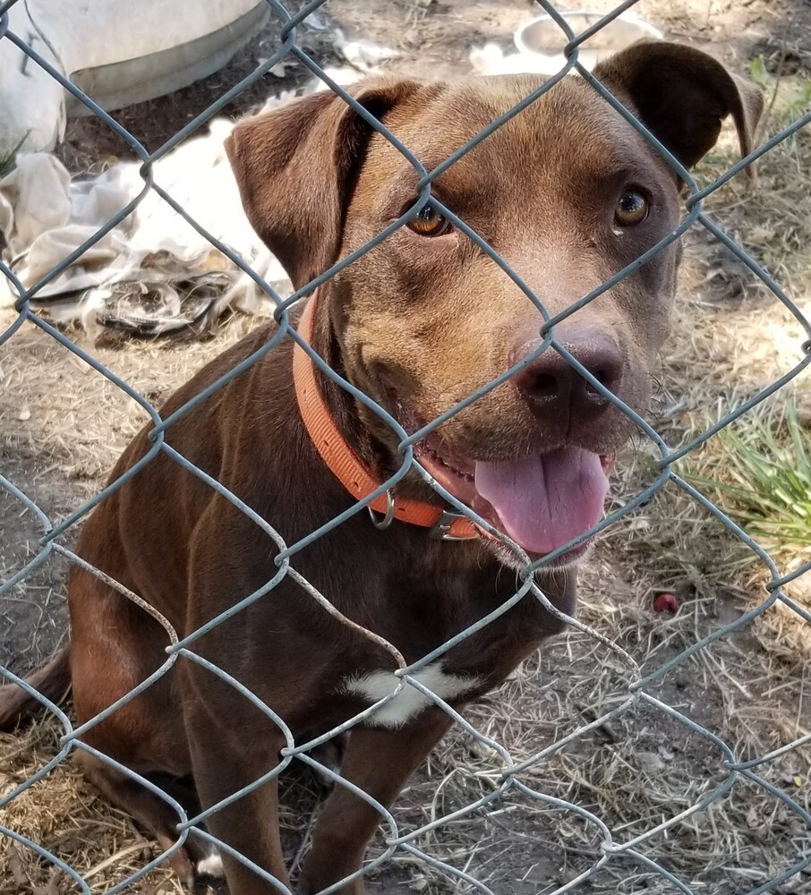 Ace, an adoptable Labrador Retriever in Lone Oak, TX, 75453 | Photo Image 2