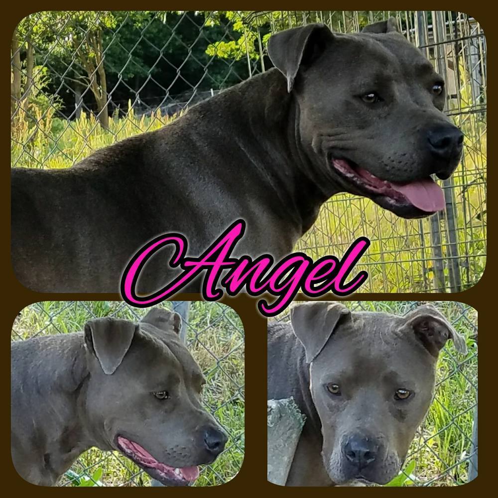 Angel, an adoptable Pit Bull Terrier in Lone Oak, TX, 75453 | Photo Image 1