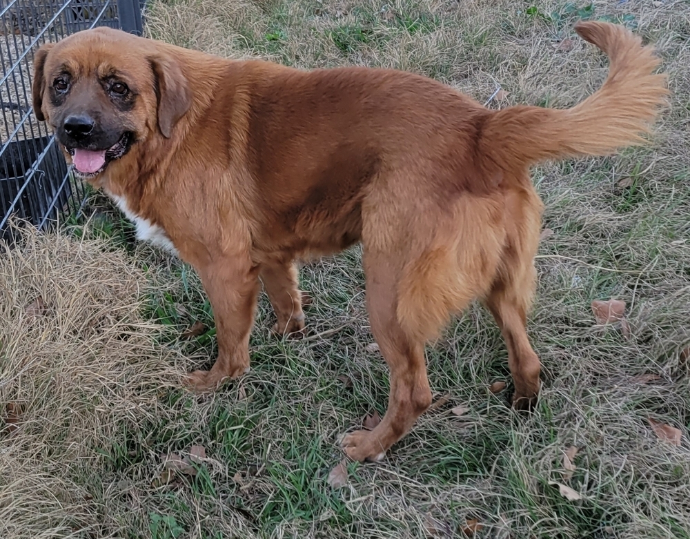 Jager, an adoptable Golden Retriever in Lone Oak, TX, 75453 | Photo Image 1