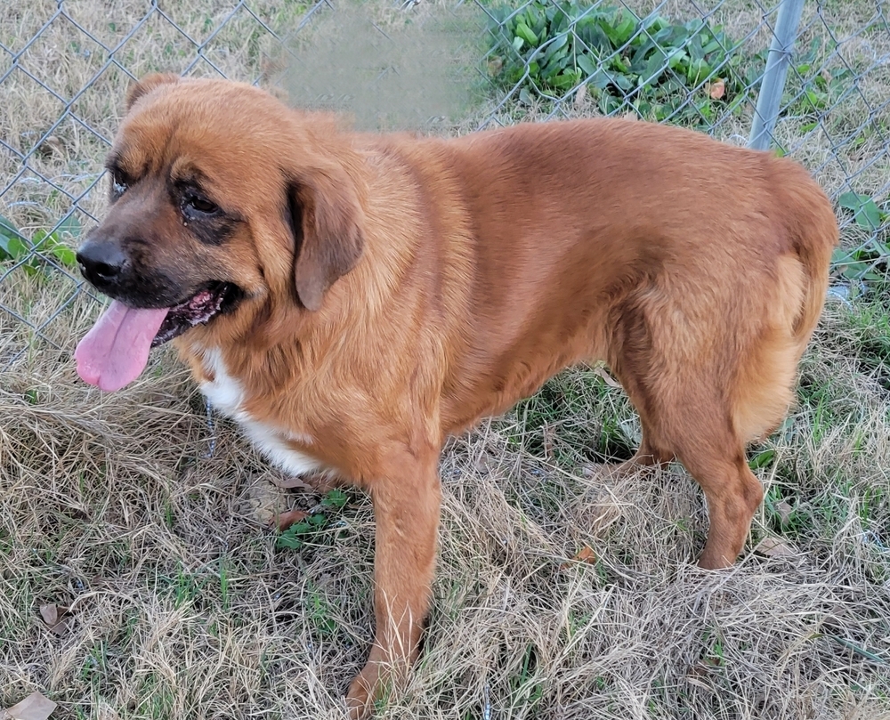 Jager, an adoptable Golden Retriever in Lone Oak, TX, 75453 | Photo Image 2