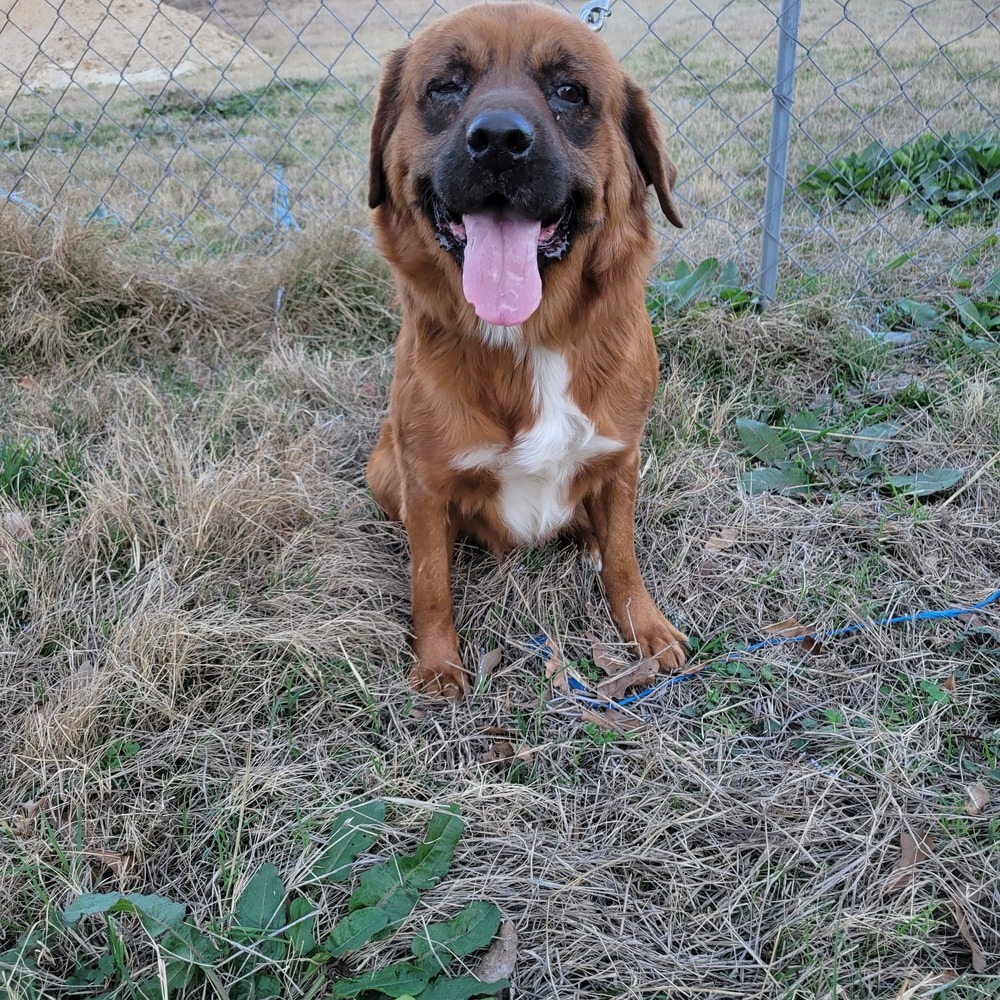 Jager, an adoptable Golden Retriever in Lone Oak, TX, 75453 | Photo Image 4