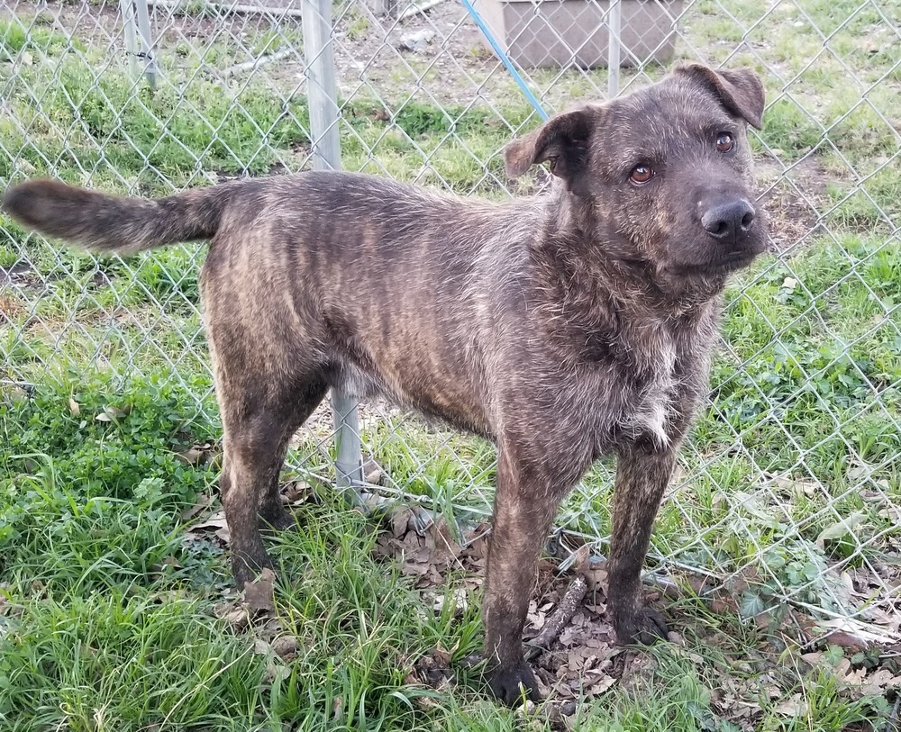 Camo, an adoptable Terrier in Lone Oak, TX, 75453 | Photo Image 2