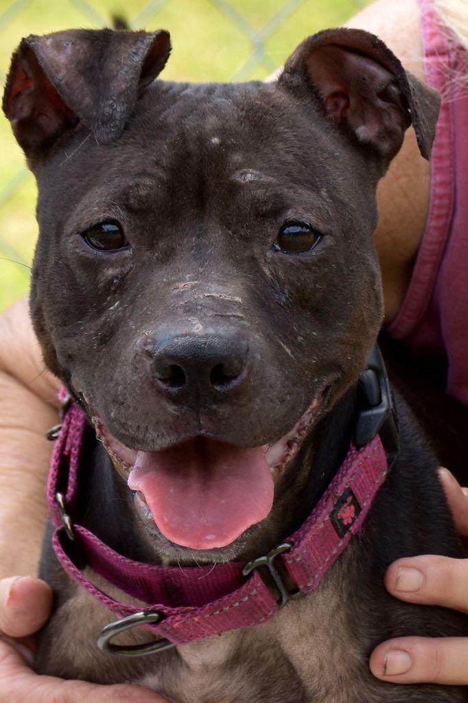 Kiera, an adoptable Pit Bull Terrier in Indiantown, FL, 34956 | Photo Image 1