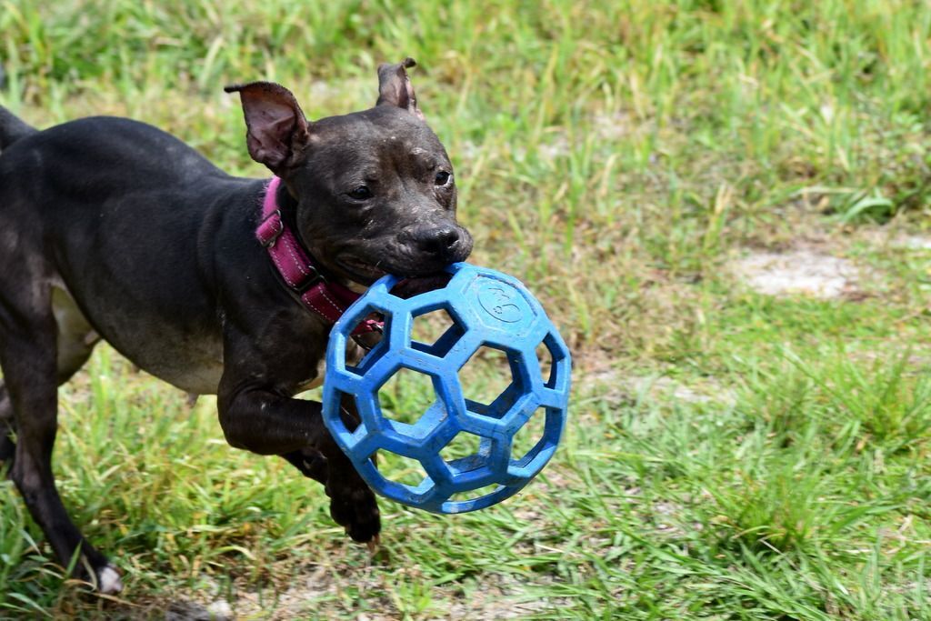 Kiera, an adoptable Pit Bull Terrier in Indiantown, FL, 34956 | Photo Image 3