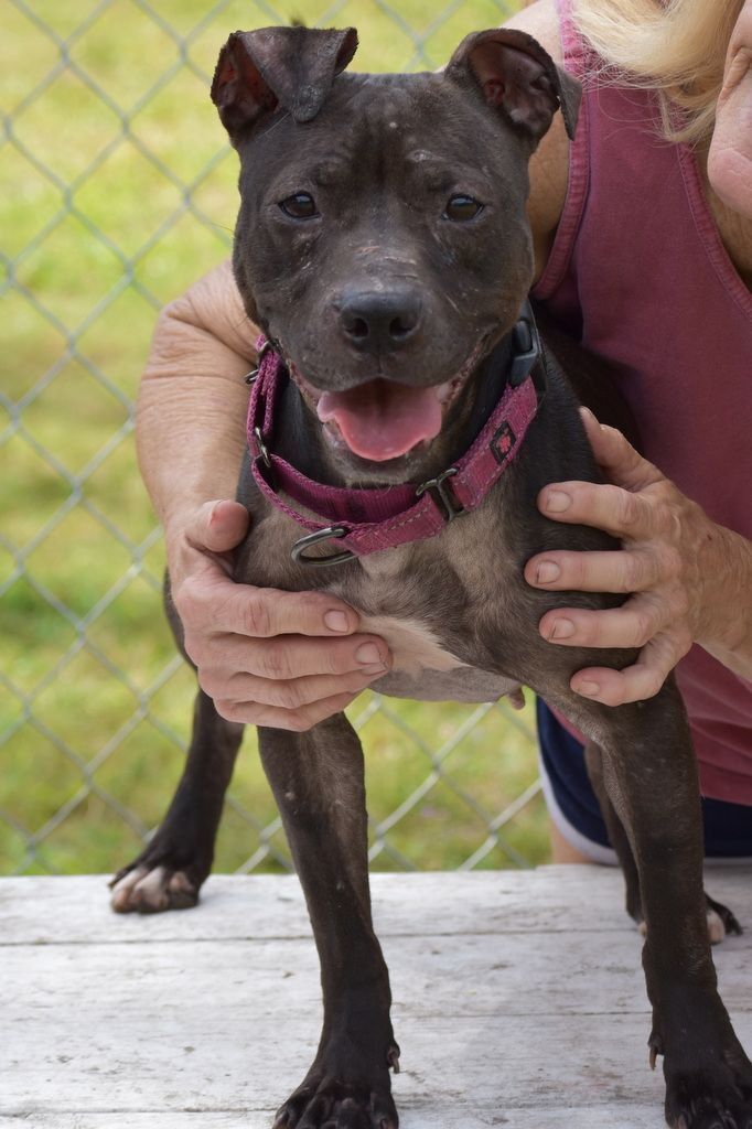 Kiera, an adoptable Pit Bull Terrier in Indiantown, FL, 34956 | Photo Image 4