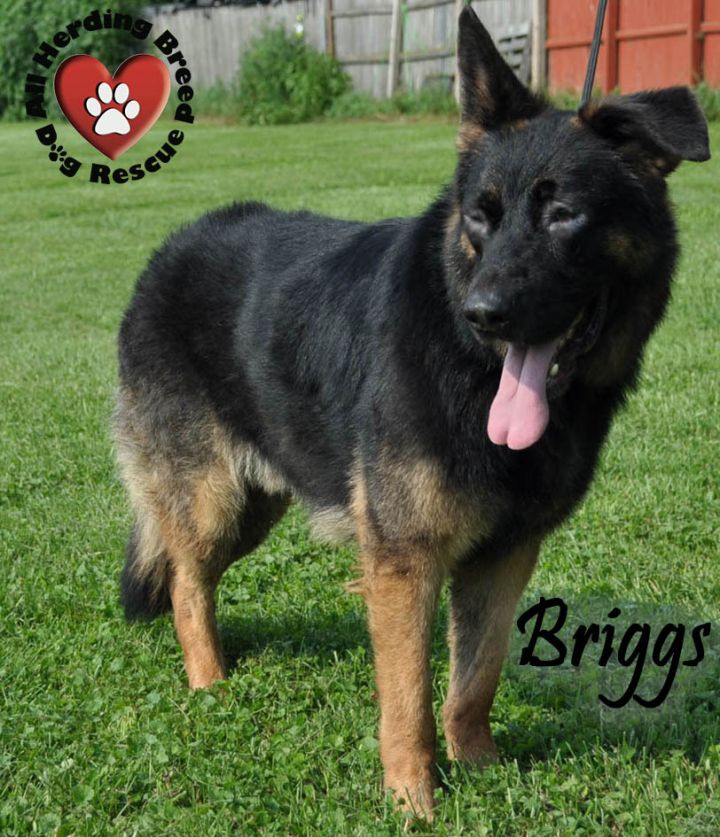 Dog For Adoption Briggs A German Shepherd Dog In Joliet Il Petfinder