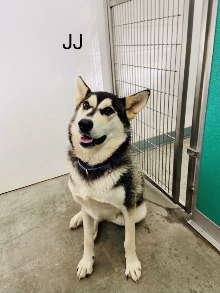 Dog For Adoption Jj A Husky In Yellowknife Nt Petfinder