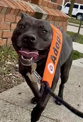 TRIXIE- NEEDS A FOSTER/FOREVER HOME!!!, an adoptable Terrier in Birmingham, MI, 48012 | Photo Image 1