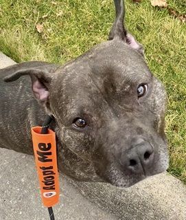 TRIXIE- NEEDS A FOSTER/FOREVER HOME!!!, an adoptable Terrier in Birmingham, MI, 48012 | Photo Image 3