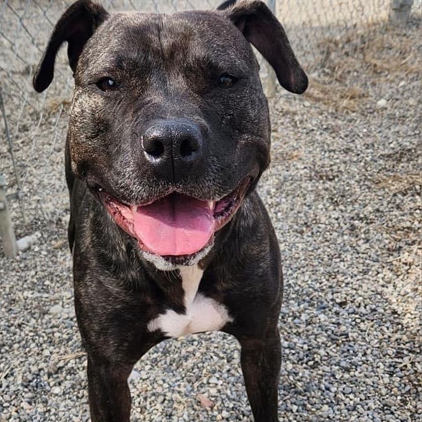 TRIXIE- NEEDS A FOSTER/FOREVER HOME!!!, an adoptable Terrier in Birmingham, MI, 48012 | Photo Image 4