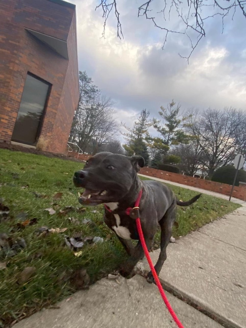 TRIXIE- NEEDS A FOSTER/FOREVER HOME!!!, an adoptable Terrier in Birmingham, MI, 48012 | Photo Image 4