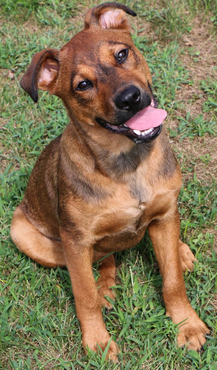 Trever, an adoptable Mountain Cur Mix in Charles Town, WV_image-4