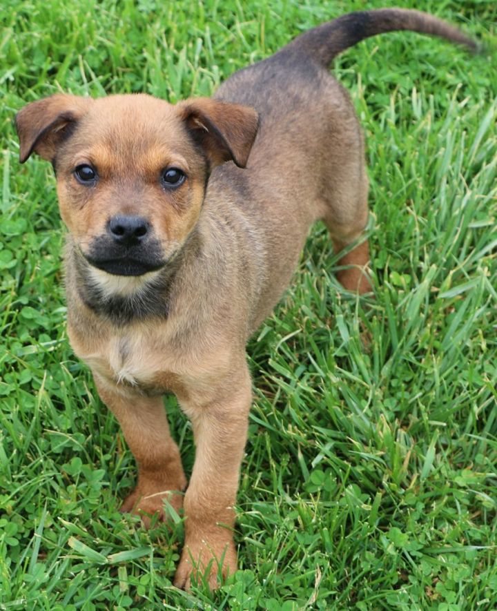Trever, an adoptable Mountain Cur Mix in Charles Town, WV_image-5