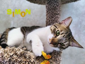 Meet Simon a handsome White Domestic Short Hair with Brown Tabby markings and a gentle sweet dis