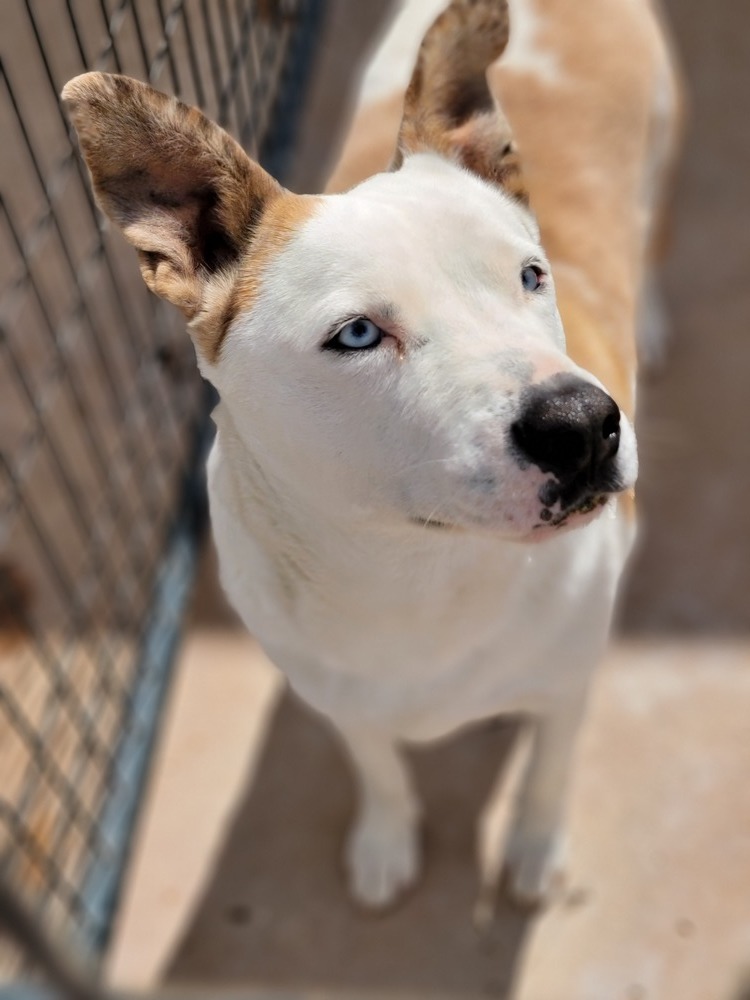 Bouncy, an adoptable Border Collie, Australian Cattle Dog / Blue Heeler in Crosbyton, TX, 79322 | Photo Image 2