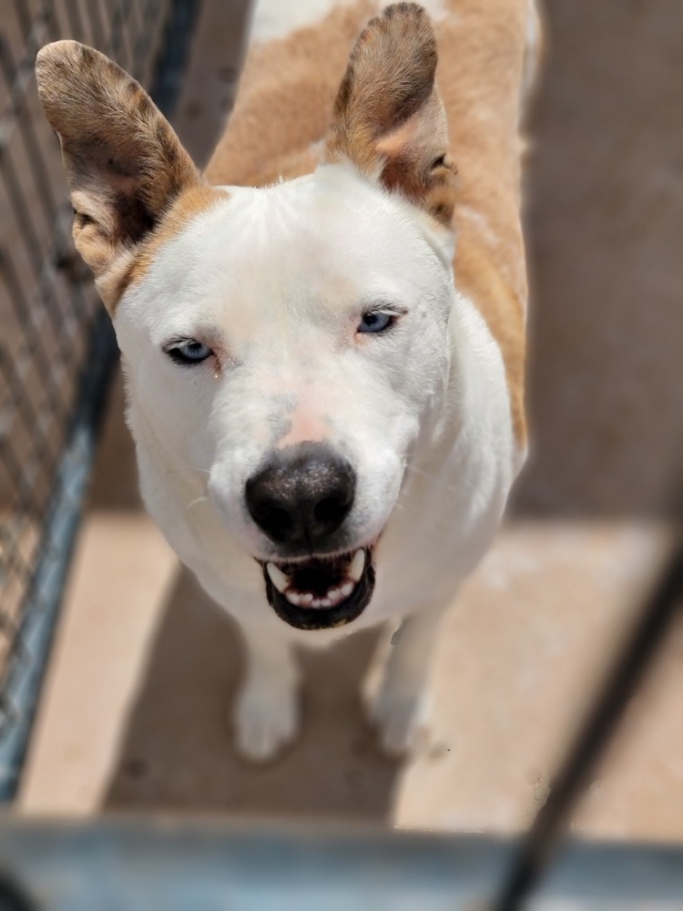 Bouncy, an adoptable Border Collie, Australian Cattle Dog / Blue Heeler in Crosbyton, TX, 79322 | Photo Image 3