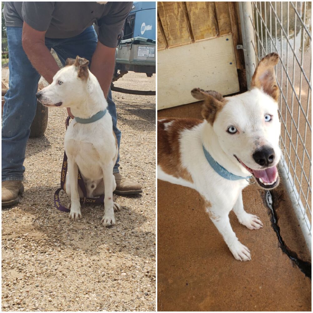 Bouncy, an adoptable Border Collie, Australian Cattle Dog / Blue Heeler in Crosbyton, TX, 79322 | Photo Image 4