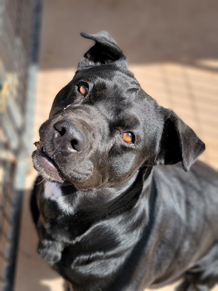 Joley, an adoptable Labrador Retriever, Mixed Breed in Crosbyton, TX, 79322 | Photo Image 3