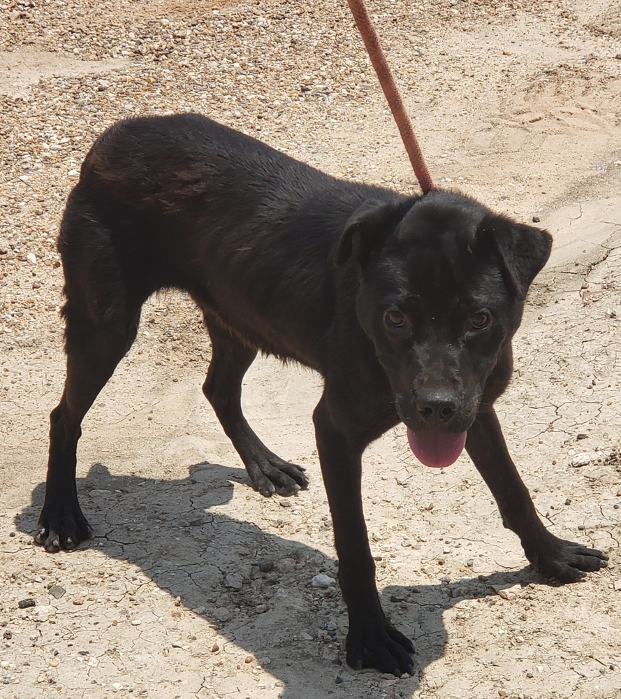 Joley, an adoptable Labrador Retriever, Mixed Breed in Crosbyton, TX, 79322 | Photo Image 4