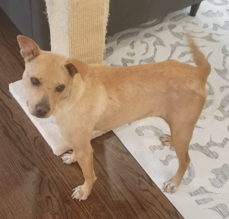 Poppy, an adoptable Terrier in Charlotte, NC, 28215 | Photo Image 1