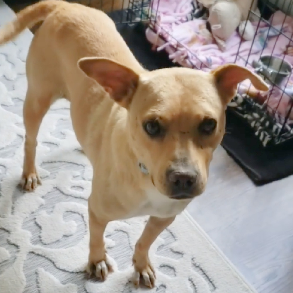 Poppy, an adoptable Terrier in Charlotte, NC, 28215 | Photo Image 2