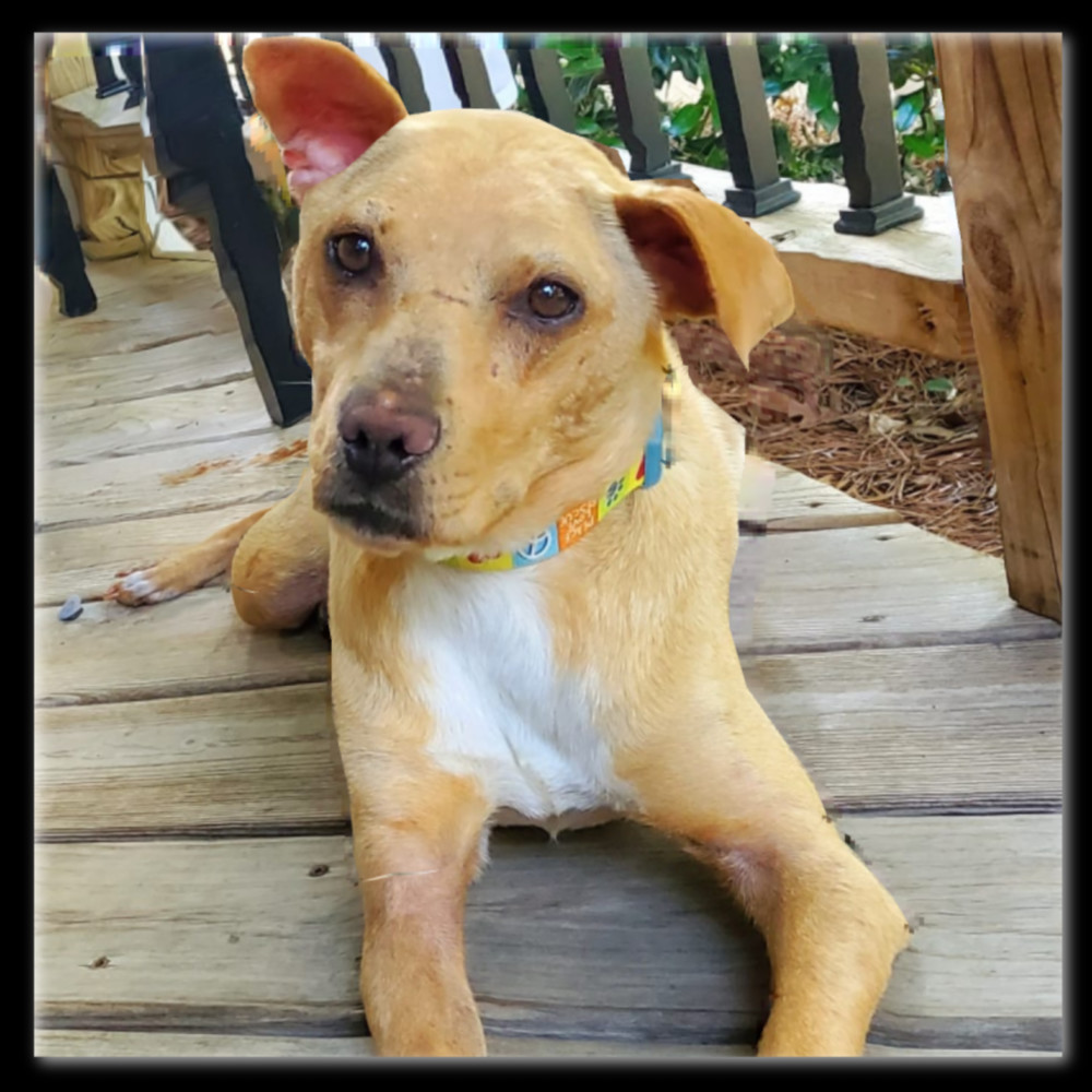 Poppy, an adoptable Terrier in Monroe, NC, 28110 | Photo Image 3