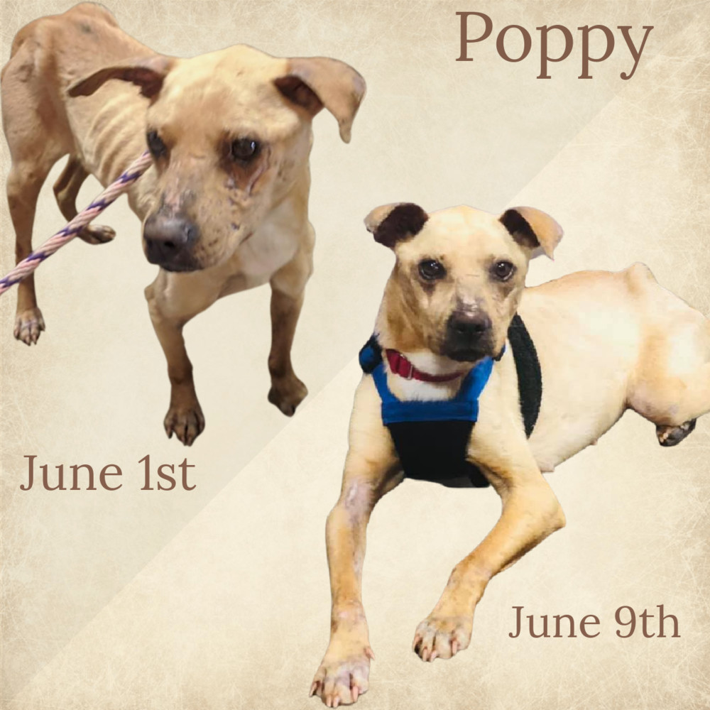 Poppy, an adoptable Terrier in Monroe, NC, 28110 | Photo Image 4