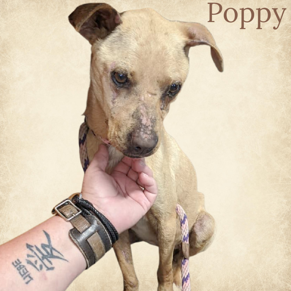 Poppy, an adoptable Terrier in Monroe, NC, 28110 | Photo Image 5