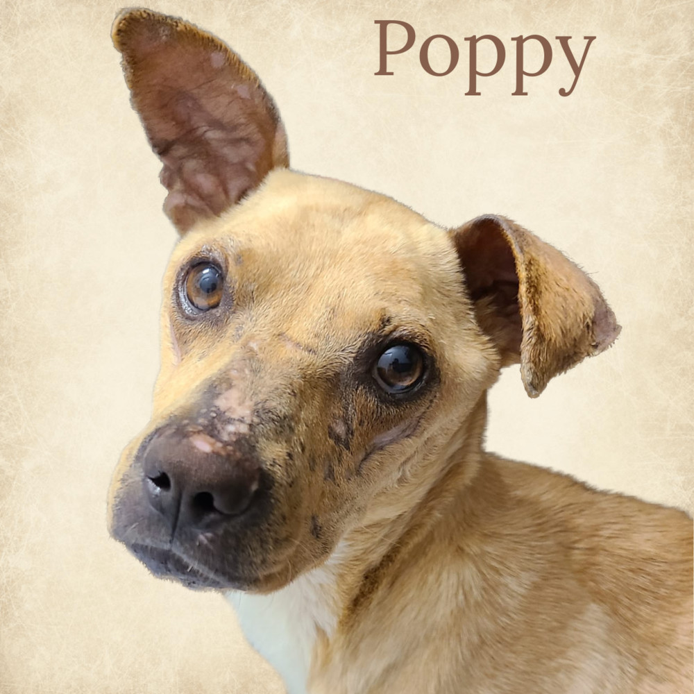 Poppy, an adoptable Terrier in Monroe, NC, 28110 | Photo Image 6